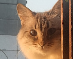 Кошки в Уфе: МАЛЫШКА ИЩЕТ ДОМ! Девочка, Бесплатно - фото 1
