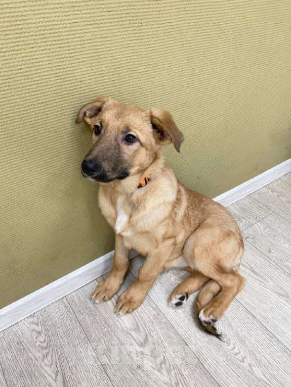 Собаки в Москве: Щенки бесплатно в Москве Девочка, Бесплатно - фото 5