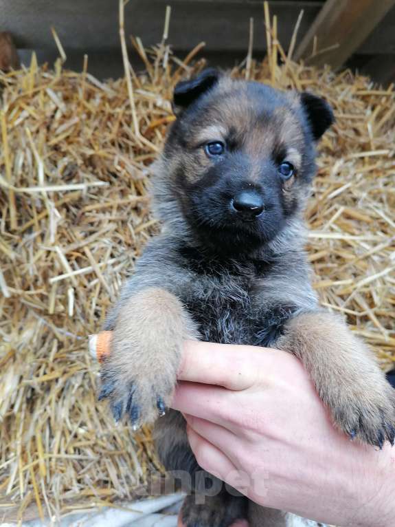 Собаки в Керчи: Щенки немецкой овчарки  Девочка, 70 000 руб. - фото 7