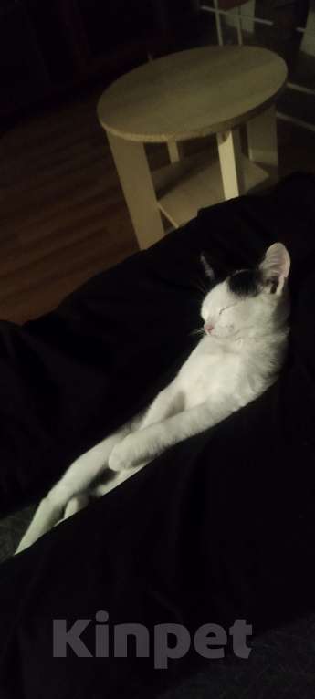 Кошки в Новосибирске: Потерялся питомец мальчик  Мальчик, 1 000 руб. - фото 2