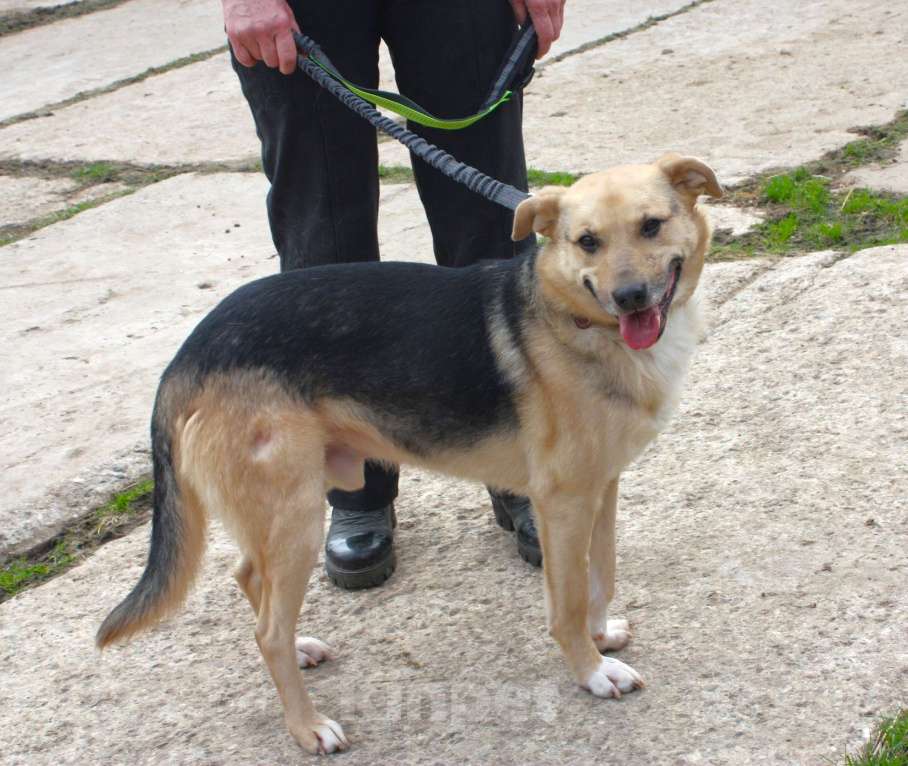 Собаки в Москве: Милый мальчишка Джонни очень хочет домой Мальчик, Бесплатно - фото 4