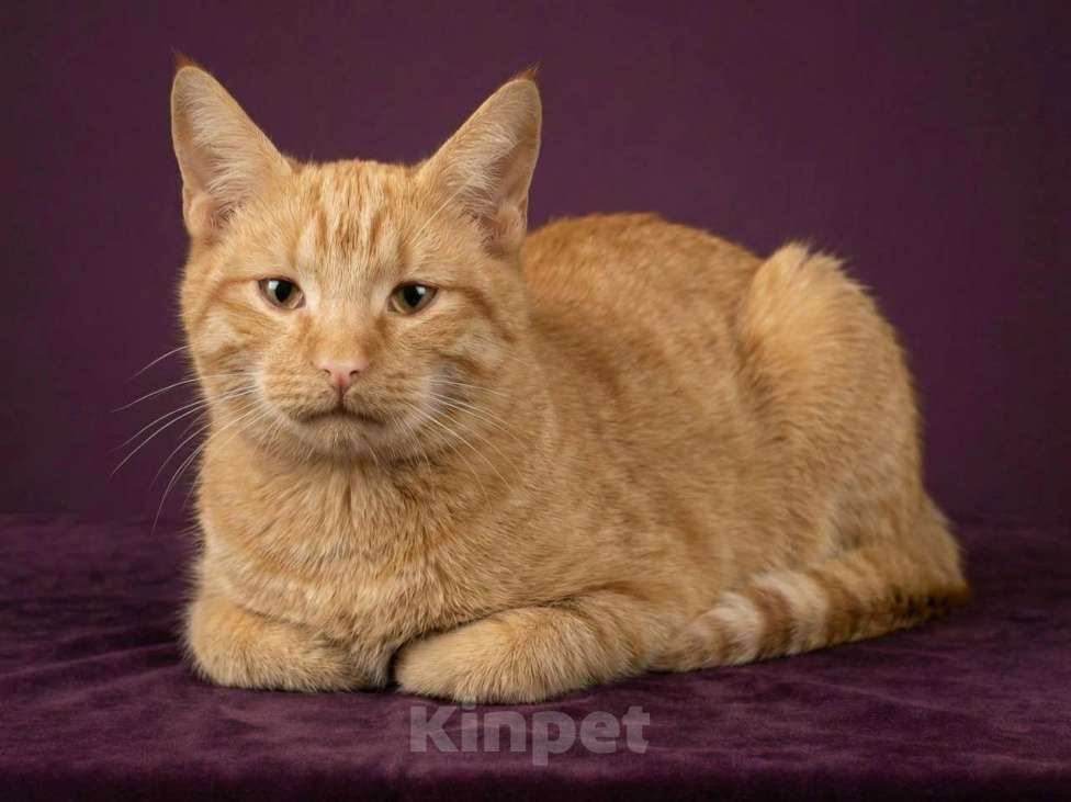 Кошки в Москве: Рыжий котик в добрые руки Мальчик, Бесплатно - фото 2