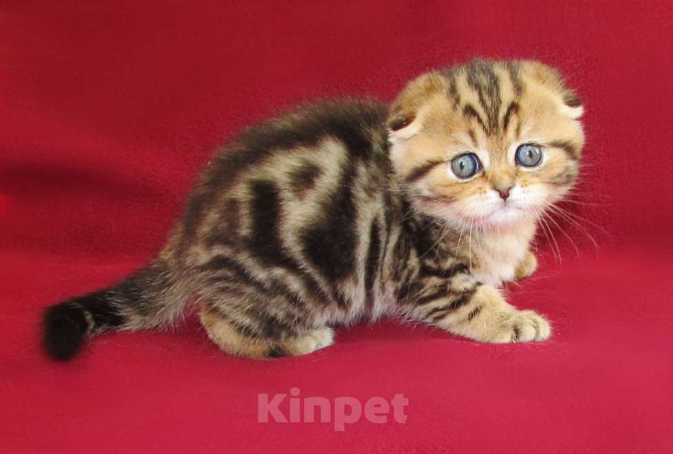 Кошки в Санкт-Петербурге: шотландская кошечка фолд Девочка, Бесплатно - фото 2