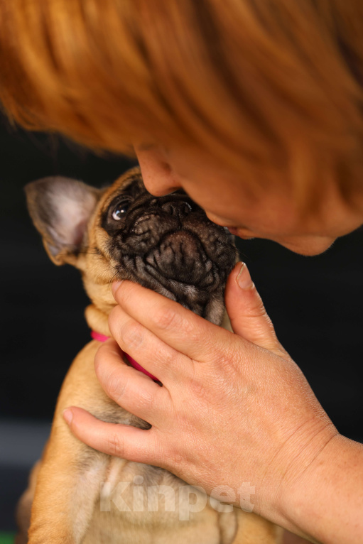 Собаки в Москве: Щенок французского бульдога Девочка, 45 000 руб. - фото 2