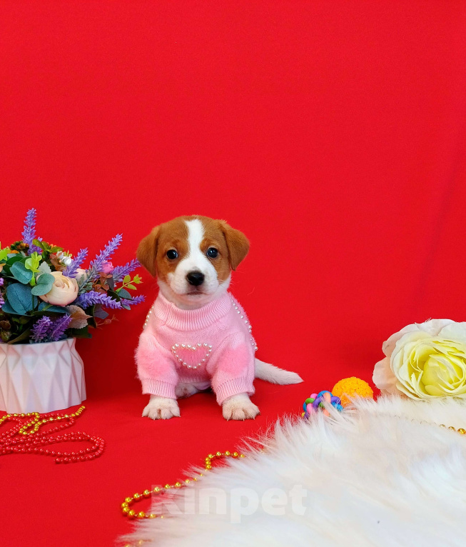 Собаки в Чите: Щенки Джек Рассел терьер девочки и мальчики Девочка, 35 000 руб. - фото 1