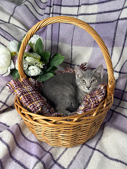 Котенок Магнезия