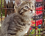 Кошки в Михайловске: Котята, в добрые руки  Девочка, Бесплатно - фото 1
