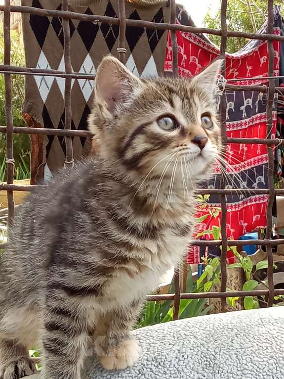 Кошки в Михайловске: Котята, в добрые руки  Девочка, Бесплатно - фото 1