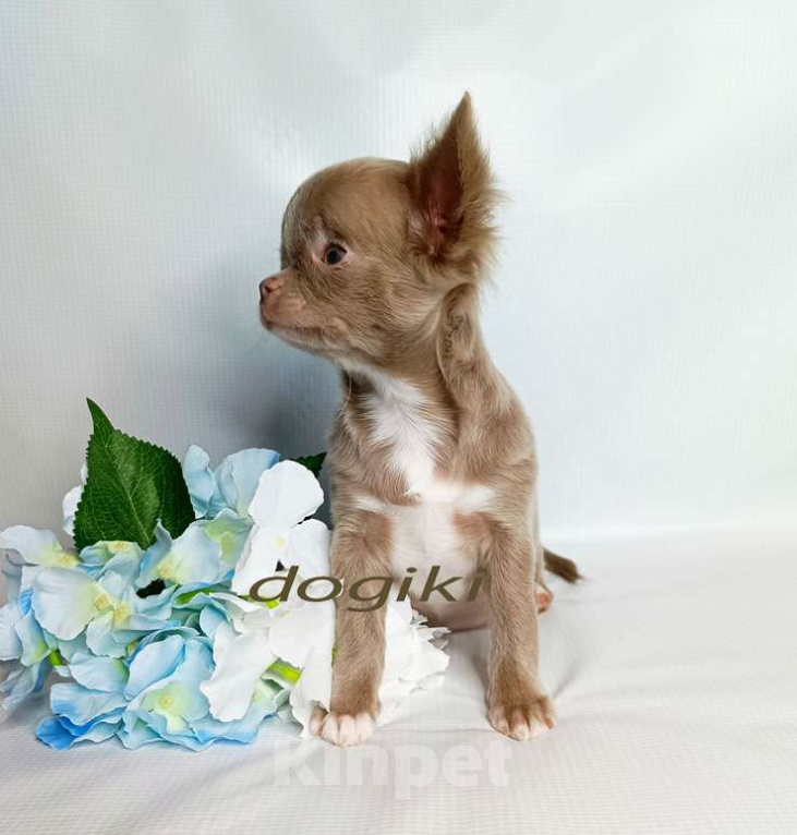 Собаки в Москве: Чихуахуа девочка Девочка, 45 000 руб. - фото 2