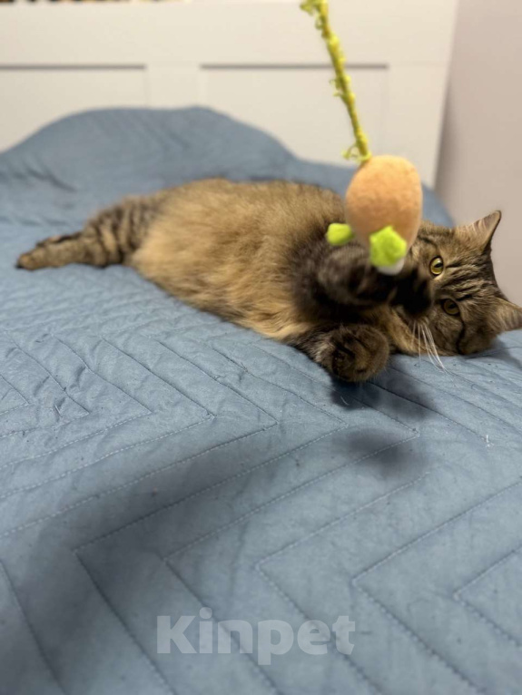 Кошки в Москве: Замурчательный котик Лекс Мальчик, Бесплатно - фото 5