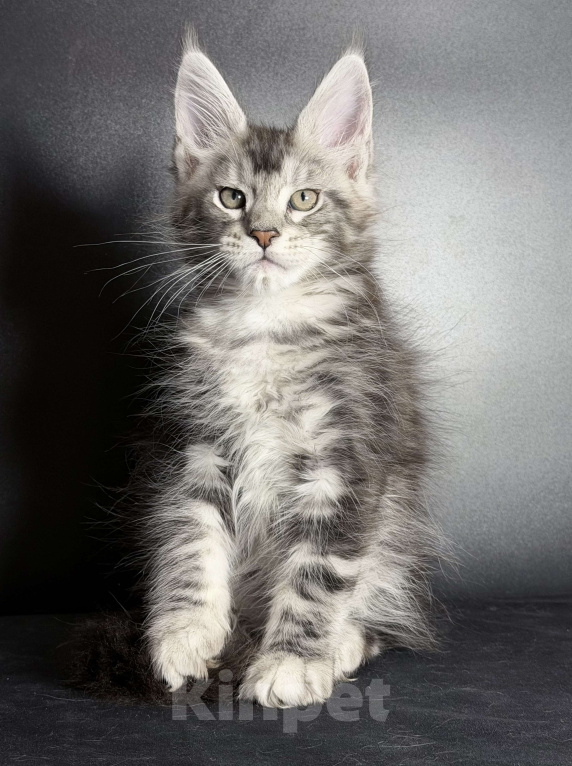 Кошки в других городах Московской области: Замечательная серебряная кошечка Девочка, 30 000 руб. - фото 2