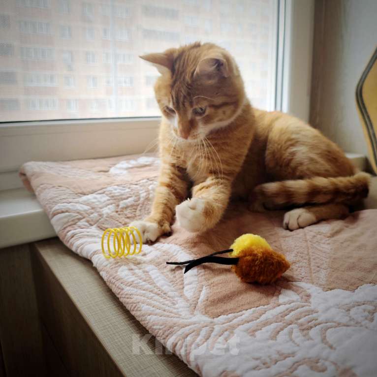 Кошки в Москве: Рыжик Мальчик, 1 руб. - фото 9