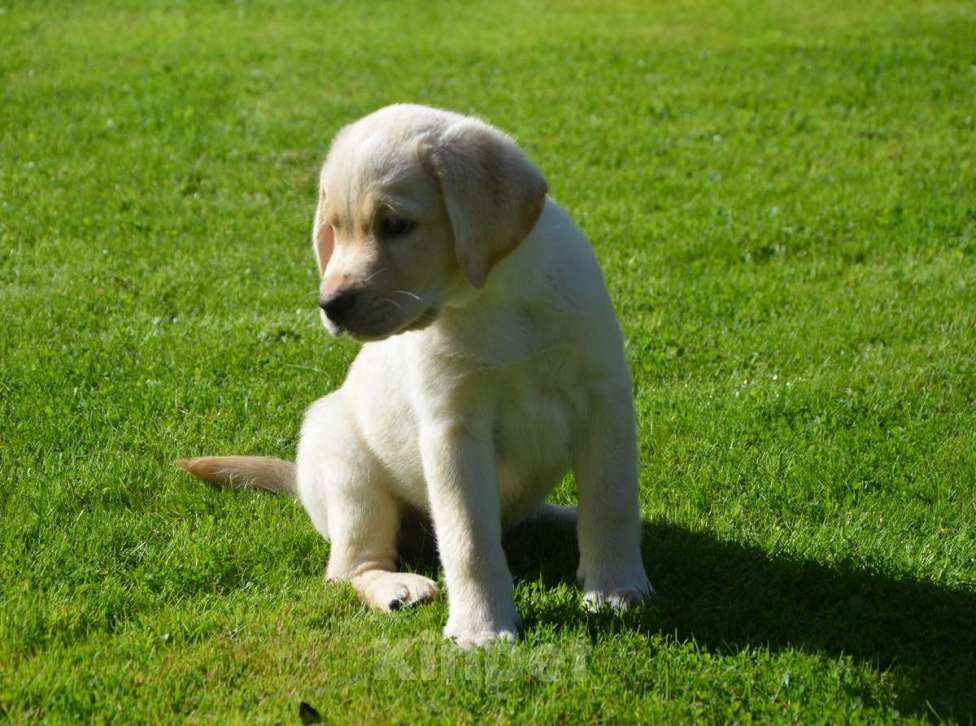 Собаки в Твери: Лабрадорчики - палевые малыши Мальчик, 35 000 руб. - фото 3