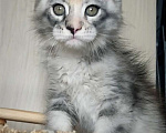 Кошки в Перми: Котята мейн-кун Мальчик, 25 000 руб. - фото 6