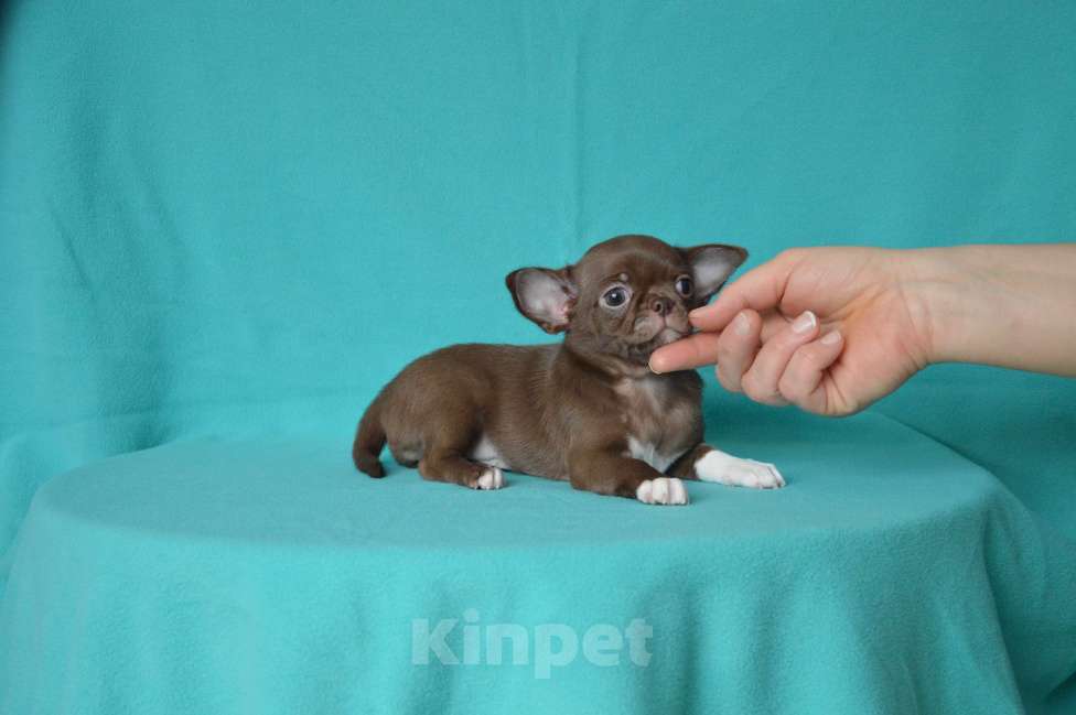 Собаки в Москве: шоколадная девочка чихуа-хуа Девочка, Бесплатно - фото 2