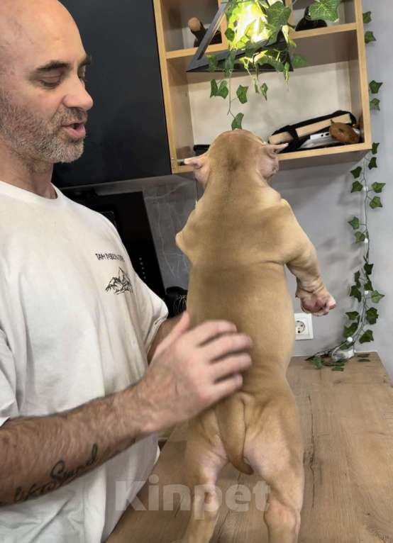 Собаки в Кирове: Американские булли Разнополые, 100 000 руб. - фото 4