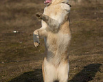 Собаки в Москве: Белая ласковая собачка Зайка в добрые руки Девочка, Бесплатно - фото 6
