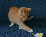 Кошки в Клине: Морис — добродушный рыжик, который принесёт в дом уют и радость Мальчик, Бесплатно - фото 5