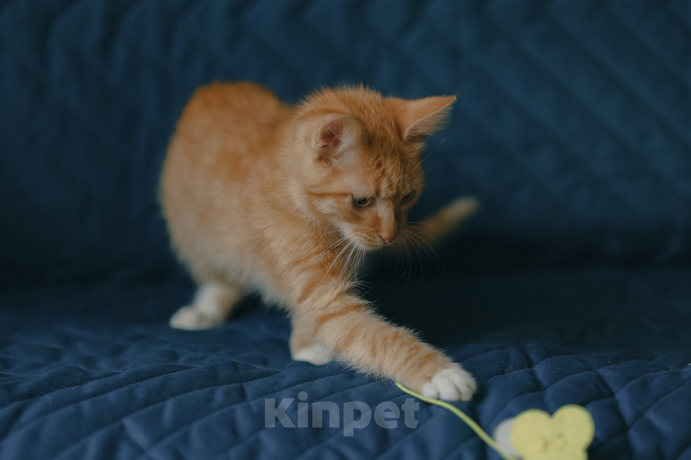 Кошки в Клине: Морис — добродушный рыжик, который принесёт в дом уют и радость Мальчик, Бесплатно - фото 5