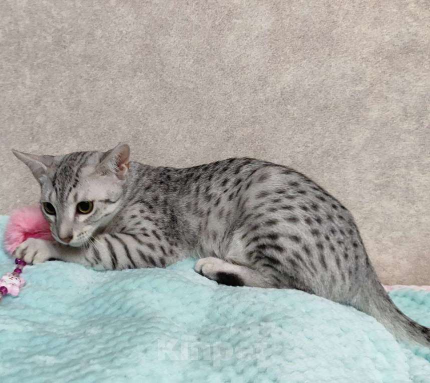 Кошки в Санкт-Петербурге: Котик редкой породы Египетская мау  Мальчик, Бесплатно - фото 4