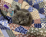 Кошки в московском: Британский котенок  Мальчик, 15 руб. - фото 3