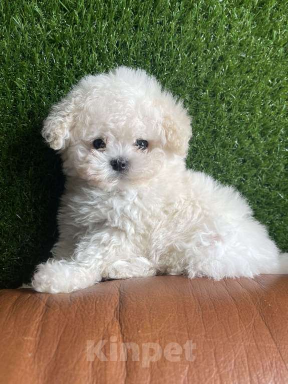 Собаки в Ижевске: Бишон микро Китай с родословной  Мальчик, 250 000 руб. - фото 2