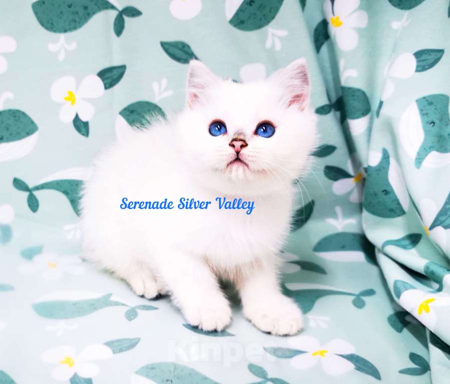 Кошки в Москве: Котенок Баунти Мальчик, 45 000 руб. - фото 2