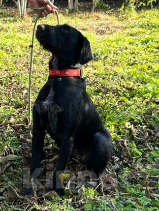 Собаки в Москве: Найди Дом для Варвары! Девочка, Бесплатно - фото 2