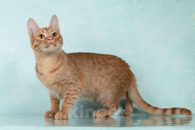 Кошки в Москве: Юна, чудесная ласковая кошечка-подросток ищет дом Девочка, 10 руб. - фото 8