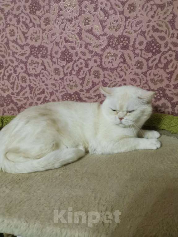 Кошки в Москве: Кот Шотландский Мальчик, 10 000 руб. - фото 2