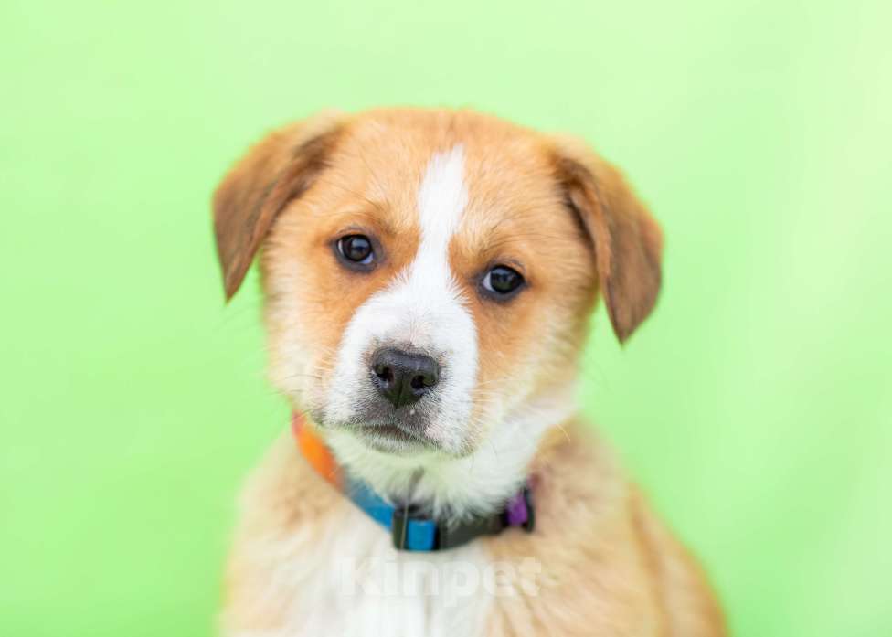 Собаки в других городах Московской области: Щенок Марта в добрые руки Девочка, Бесплатно - фото 3