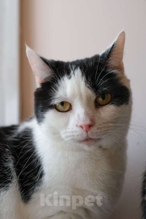 Кошки в Санкт-Петербурге: Марфа Сергеевна из приюта в добрые руки Девочка, Бесплатно - фото 8