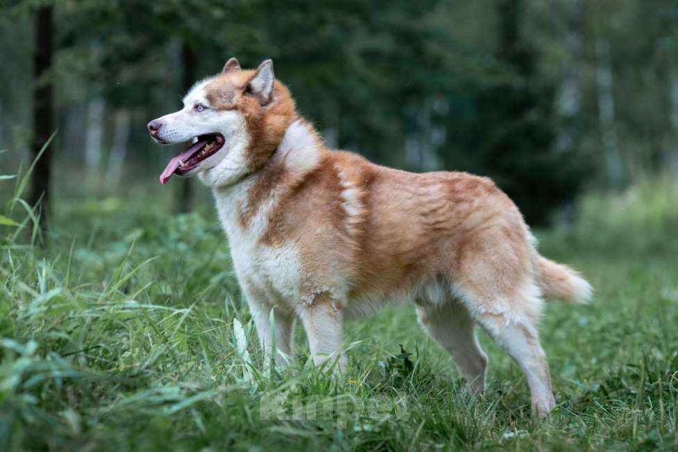 Собаки в Москве: Рыжий Мальчик, Бесплатно - фото 6