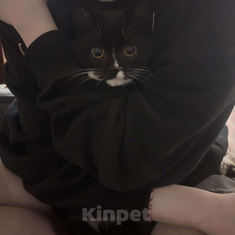 Кошки в Москве: отдам котенка в добрые руки Мальчик, Бесплатно - фото 2