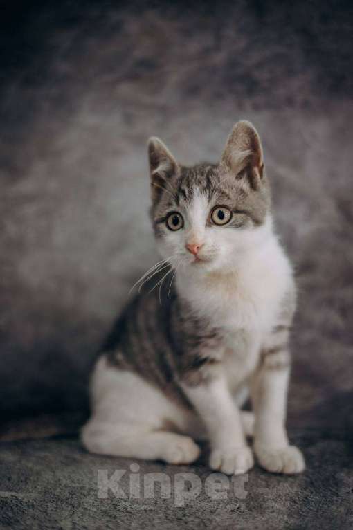 Кошки в Москве: Степан ищет дом!  Мальчик, Бесплатно - фото 8