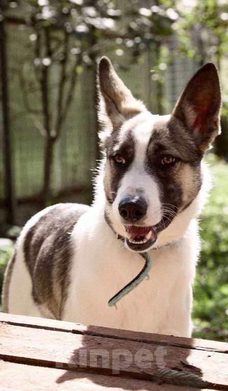 Собаки в Москве: Бэтмен в поиске дома Мальчик, Бесплатно - фото 3