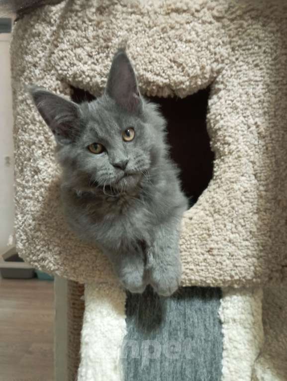 Кошки в Севастополе: Котёнок мейн кун Девочка, 50 000 руб. - фото 3