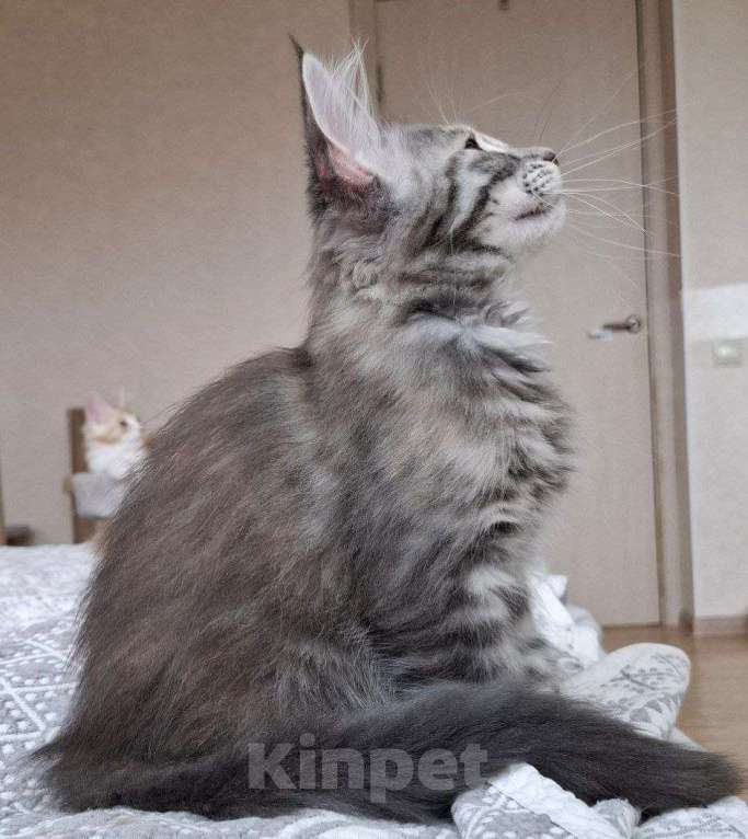 Кошки в Геленджике: Продаётся котёнок мейн-кун, девочка, серебристый окрас fs 24, из питомника EdenLight (Геленджик) Девочка, 35 000 руб. - фото 6