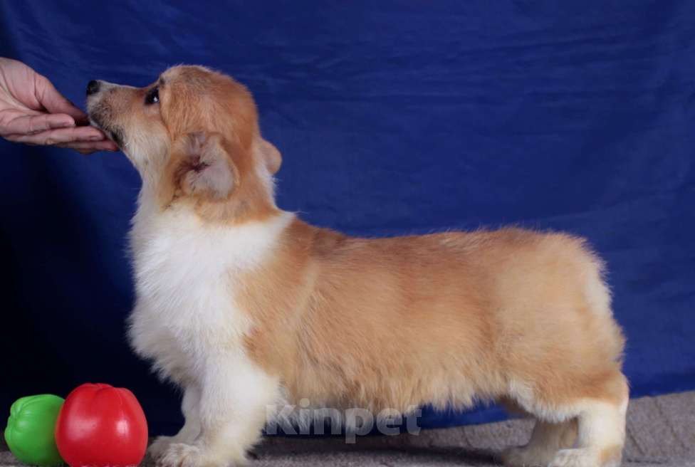 Собаки в Москве: вельш корги пемброк щенки от Интерчемпиона Девочка, 65 000 руб. - фото 3