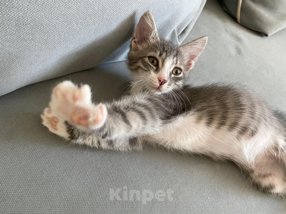 Кошки в Нижнем Новгороде: Котенок в добрые руки Девочка, Бесплатно - фото 6