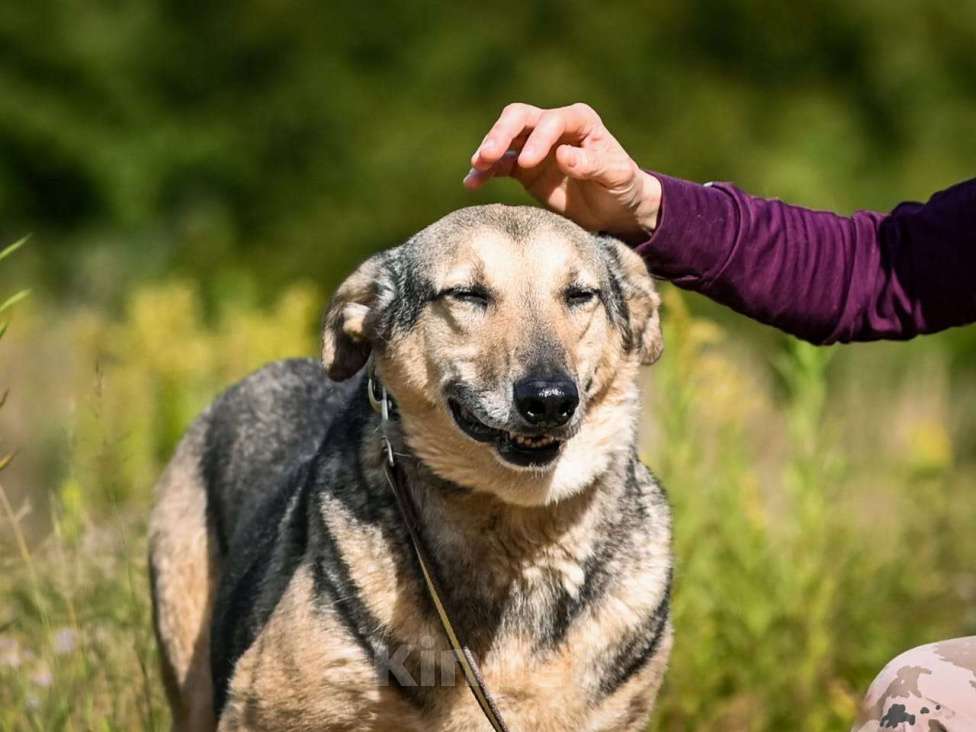 Собаки в Химках: Лосик в добрые руки Мальчик, Бесплатно - фото 6