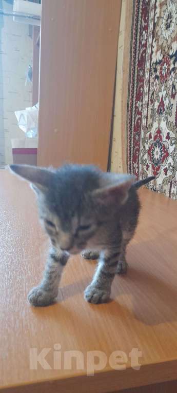 Кошки в Оренбурге: Продажа котёнка Мальчик, 5 000 руб. - фото 3