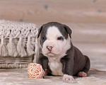 Собаки в Королеве: Американский булли Мальчик, 200 000 руб. - фото 2