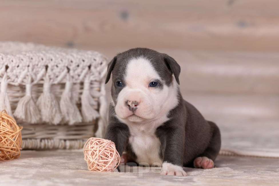 Собаки в Королеве: Американский булли Мальчик, 200 000 руб. - фото 2