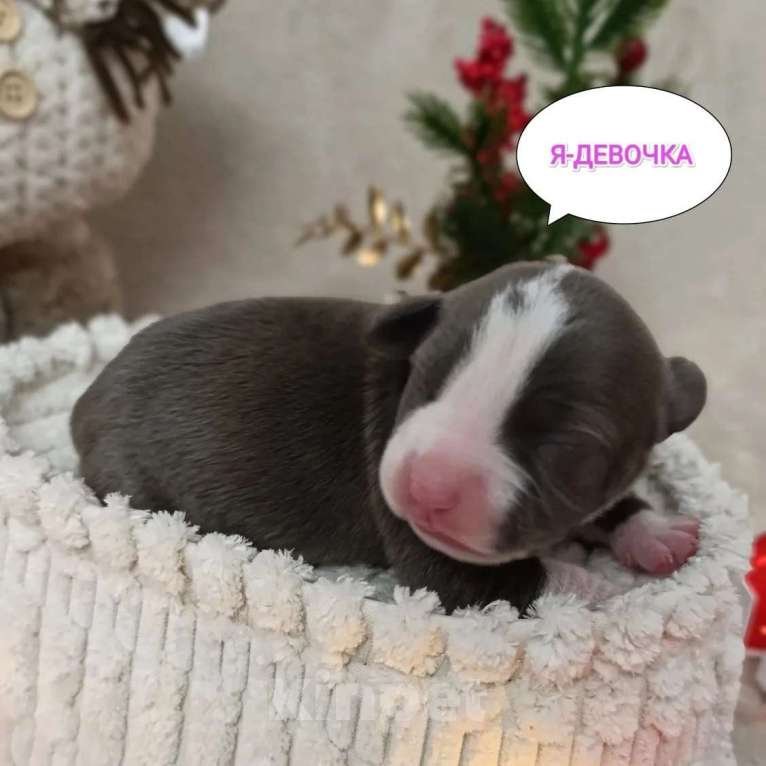 Собаки в Липецке: Щенки. Голубой амстафф.  Девочка, 80 000 руб. - фото 1