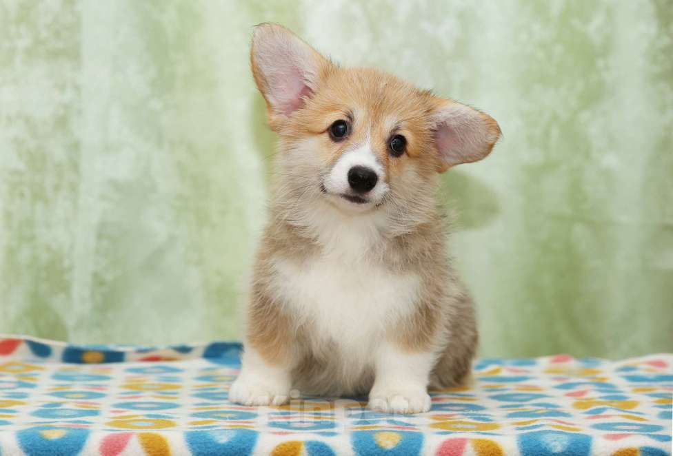 Собаки в Москве: Очень перспективная девочка вельш корги пемброк Девочка, 90 000 руб. - фото 3