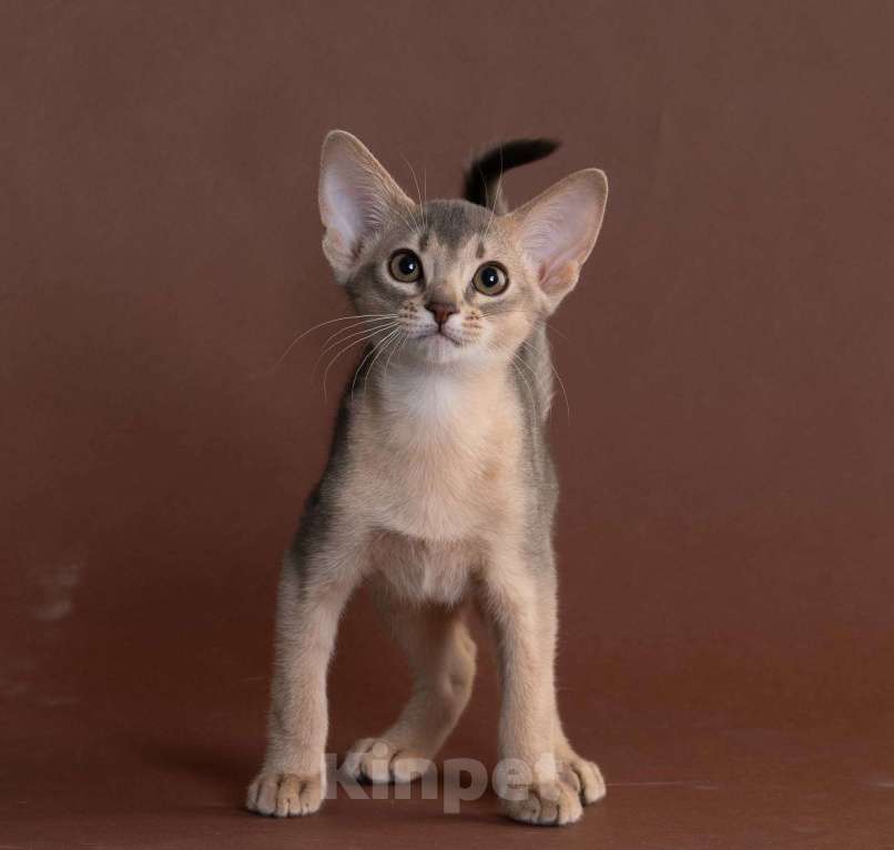Кошки в Екатеринбурге: Абиссиннский котёнок Wild siblings' Droplet - ручная ласкуша! Девочка, Бесплатно - фото 4