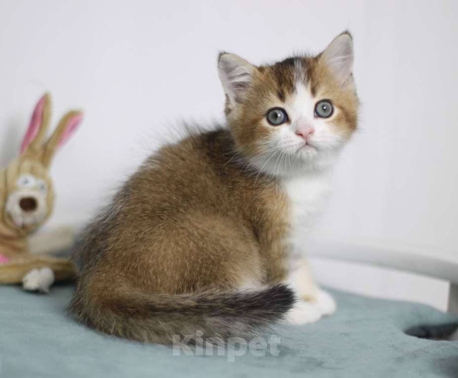 Кошки в Москве: Гарри Мальчик, 25 000 руб. - фото 1