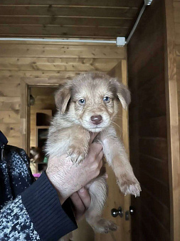 Щенок 2х месяцев мальчик в добрые руки