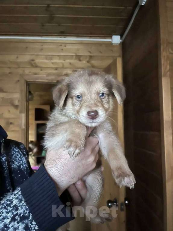 Собаки в других городах Московской области: Щенок 2х месяцев мальчик в добрые руки Мальчик, Бесплатно - фото 1